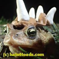/home//u458753944/public_html/sourcegallery///////Roxborough Toad Detour/2013-2019/2018/2018-04-13/P4130027.JPG